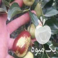 فروش نهال عناب اکراینی در کیاکلا در گروه خرید فروش نهال - انواع گردو پسته بادام سلطانی انگور در یکمیوه