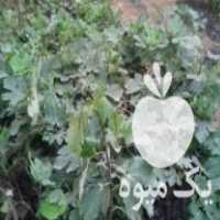 فروش انواع نهال انجیر انگور انار در ساری در گروه خرید فروش نهال - انواع گردو پسته بادام سلطانی انگور در یکمیوه