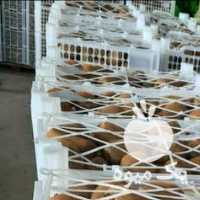 خرید و فروش کیوی صادراتی و داخلی در آستارا در گروه خرید فروش عمده کیوی - صادراتی مازندران تنکابن تالش در یکمیوه