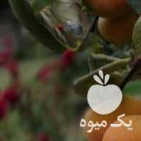 فروش چای سنتی 1400 در رشت در گروه خرید فروش عمده چای - سبز ترش کوهی سیاه در یکمیوه
