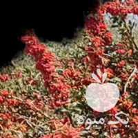 فروش زرشک کوه مومن اباد در بیرجند در گروه خرید فروش عمده ازگیل و تمشک و زرشک - ژاپنی فروش مستقیم در یکمیوه