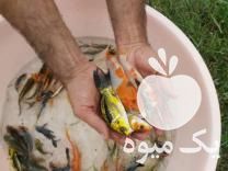 فروش بچه ماهی کپور آمور کوی خاویار غذای ماهی ارسال به تمام ا در تهران در گروه انواع ماهی - سالمون شیر کپور قرمز شوریده سفید گوپی مرکب در یکمیوه -عکس1