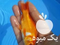 فروش انواع ماهی کپور وامور وکوی وقرمز در تهران در گروه انواع ماهی - سالمون شیر کپور قرمز شوریده سفید گوپی مرکب در یکمیوه -عکس1