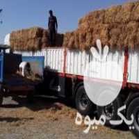 فروش پرس کاه گندم کاه برنج در مشهد در گروه خرید و فروش گندم و جو در یکمیوه