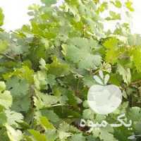فروش انگور شانی سرخ آباد در همدان در گروه خرید فروش عمده انگور - یاقوتی شانی عسگری بی دانه قرمز در یکمیوه