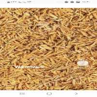 خرید و فروش یونجه درجه یک ،  پودر یونجه ،  سیلاژ یونجه در قزوین در گروه خوراک دام و طیور - پرواری شیری علوفه یونجه در یکمیوه