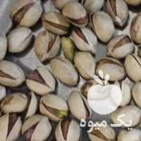 فروش پسته فندقی انس 30 -32 در تهران در گروه پسته - کوهی شامی خام اکبری تازه کله قوچی در یکمیوه