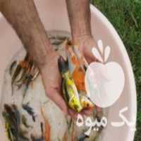 فروش بچه ماهی کپور آمور کوی خاویار غذای ماهی ارسال به تمام ا در تهران در گروه انواع ماهی - سالمون شیر کپور قرمز شوریده سفید گوپی مرکب در یکمیوه