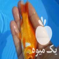 فروش انواع ماهی کپور وامور وکوی وقرمز در تهران در گروه انواع ماهی - سالمون شیر کپور قرمز شوریده سفید گوپی مرکب در یکمیوه