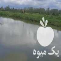 فروش بچه ماهی گرمابی 150 گرمی در شفت در گروه انواع ماهی - سالمون شیر کپور قرمز شوریده سفید گوپی مرکب در یکمیوه