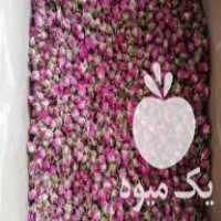 فروش غنچه گل سرخ لاله زار اعلاء در گرگان در گروه خرید فروش عمده گیاهان زینتی - گرمسیری آپارتمانی باغچه آب در یکمیوه