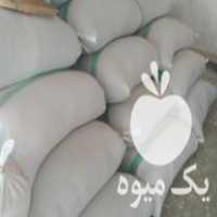 فروش شلتوک یا برنج شمیم دهه دار درجه 1 در یاسوج در گروه خرید فروش عمده برنج - نیم دانه عنبر بو هاشمی کاظمی هندی پاکستانی در یکمیوه
