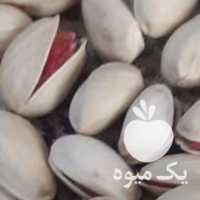 فروش انواع پسته تازه در تهران در گروه پسته - کوهی شامی خام اکبری تازه کله قوچی در یکمیوه