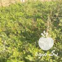 فروش نهال عمده انار 00 انجیر 00 انگور در شیراز در گروه خرید فروش نهال - انواع گردو پسته بادام سلطانی انگور در یکمیوه