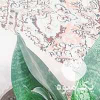 فروش گل های اپارتمانی و کاکتوس در قزوین در گروه خرید فروش عمده گیاهان زینتی - گرمسیری آپارتمانی باغچه آب در یکمیوه