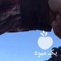 فروش انگور شانی سیاه دیم کردستان در تهران در گروه خرید فروش عمده انگور - یاقوتی شانی عسگری بی دانه قرمز در یکمیوه