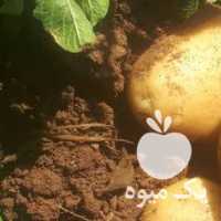 فروش سیب زمینی بانبا کرمانشاه رنگدار در همدان در گروه خرید فروش عمده سیب زمینی - زودرس دیررس آگریا اسپریت اردبیل همدان در یکمیوه