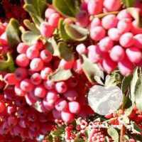 فروش زرشک تازه قائنات در مشهد در گروه خرید فروش عمده ازگیل و تمشک و زرشک - ژاپنی فروش مستقیم در یکمیوه