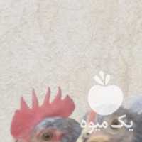 فروش جوجه ومرغ وخروس کوشین بنتام مینیاتوری در تهران در گروه مرغ و خروس و بوقلمون و اردک قو قاز در یکمیوه