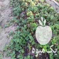 فروش بوته توت فرنگی کامارسو در ساری در گروه خرید فروش عمده توت فرنگی - خرید فروش عمده قرمز سفید در یکمیوه