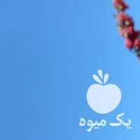 فروش زرشک تازه قائنات در مشهد در گروه خرید فروش عمده ازگیل و تمشک و زرشک - ژاپنی فروش مستقیم در یکمیوه