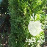 فروش گل‌کده سیکاس در تنکابن در گروه خرید فروش عمده گیاهان زینتی - گرمسیری آپارتمانی باغچه آب در یکمیوه