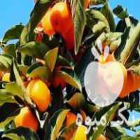 فروش نهال خرمالو گوجه ای شناسنامه دار در آب بر در گروه خرید فروش عمده خرمالو - خرمالو رسیده نارس برگ عمده در یکمیوه