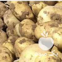 فروش سیب زمینی بذری در اردبیل در گروه خرید فروش عمده سیب زمینی - زودرس دیررس آگریا اسپریت اردبیل همدان در یکمیوه