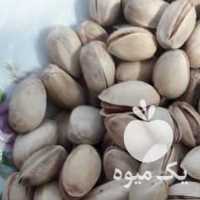 فروش پسته خام در قزوین در گروه پسته - کوهی شامی خام اکبری تازه کله قوچی در یکمیوه