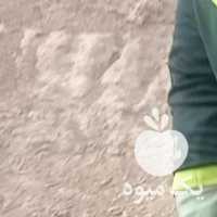 فروش اسب نریان یورقه سه ساله در تهران در گروه اسب و الاغ خر و فروش قاطر- ترکمن عربی سفید نر و ماده در یکمیوه