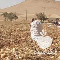 خریدار سیب زمینی در کرمانشاه در گروه خرید فروش عمده سیب زمینی - زودرس دیررس آگریا اسپریت اردبیل همدان در یکمیوه