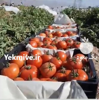 بذر گوجه در بوشهر در گروه خرید فروش عمده گوجه فرنگی - فرنگی سبز قرمز سیاه کبابی ربی در یکمیوه