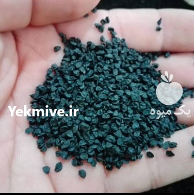 بذر پیاز در شیراز در گروه خرید فروش بذر - انواع محصول کشاورزی گوجه کتان میوه درخت در یکمیوه