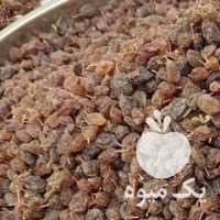 فروش کشمش بیدانه وشیره انگور چفته در قزوین در گروه عسل شیره و فرآورده ی مربا - طبیعی گون کوهی آویشن در یکمیوه