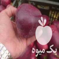 فروش سیب قرمز و سیب زرد پاییزه در مراغه در گروه خرید فروش عمده سیب - زرد و قرمز گلاب پاییزه در یکمیوه