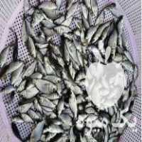 فروش بچه ماهی آمور کپور فیتوفاک بیگهد خاویارو ‌ارسال مستقیم در ساری در گروه ماهی کپور - ماهیان معمولی علف خوار پرورشی خرید و فروش در یکمیوه