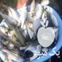 فروش مستقیم بچه ماهی کپور طلایی آمور فیتوفاک خاویار ماهی قرم در تهران در گروه ماهی کپور - ماهیان معمولی علف خوار پرورشی خرید و فروش در یکمیوه