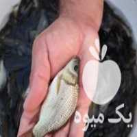 فروش بچه ماهی خاویاری کپور طلایی آمور فیتوفاک کوی و  ارسال در تهران در گروه ماهی کپور - ماهیان معمولی علف خوار پرورشی خرید و فروش در یکمیوه