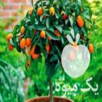 فروش عرضه انواع نهال در خرم آباد در گروه خرید فروش نهال - انواع گردو پسته بادام سلطانی انگور در یکمیوه