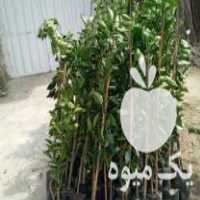 فروش انواع نهال مرکبات در ساری در گروه خرید فروش نهال - انواع گردو پسته بادام سلطانی انگور در یکمیوه