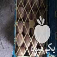 فروش سبد میوه کیوی در آستارا در گروه خرید فروش انواع سبد - میوه پلاستیکی چوبی گل در یکمیوه