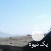 فروش اسب مشکی پرخون وحشی در اصفهان در گروه اسب و الاغ خر و فروش قاطر- ترکمن عربی سفید نر و ماده در یکمیوه