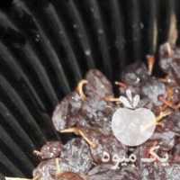 فروش کشمش بیدانه تمیز آفتابی در قزوین در گروه آجیل - فروش عمده محصولات در یکمیوه