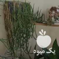 فروش مجموعه کاکتوس خانگی در اصفهان در گروه خرید فروش عمده گیاهان زینتی - گرمسیری آپارتمانی باغچه آب در یکمیوه