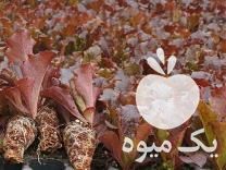 فروش نشا کاهو فرانسوی در تهران در گروه خرید فروش عمده کاهو - رسمی پیچ سالادی فرانسوی چینی قرمز در یکمیوه -عکس1