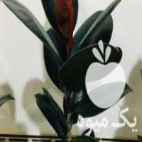 فروش نهال فیکوس سوپربلک در تهران در گروه خرید فروش نهال - انواع گردو پسته بادام سلطانی انگور در یکمیوه