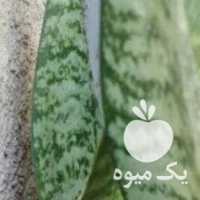 فروش سانسوریا  ، ذرتی  ، الوورا در شیراز در گروه خرید فروش عمده گیاهان زینتی - گرمسیری آپارتمانی باغچه آب در یکمیوه