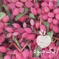 فروش زرشک شاخه ، خوله  ، دونه در بیرجند در گروه خرید فروش عمده ازگیل و تمشک و زرشک - ژاپنی فروش مستقیم در یکمیوه