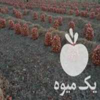 فروش پیاز طلایی در کنگاور در گروه خرید فروش عمده پیاز - قرمز سفید زرد ترشی تازه انباری در یکمیوه