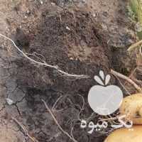 فروش سیب زمینی سانتا   در کرمانشاه در گروه خرید فروش عمده سیب زمینی - زودرس دیررس آگریا اسپریت اردبیل همدان در یکمیوه